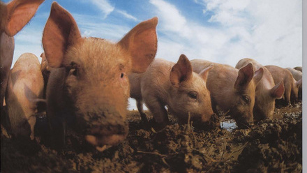 Cover of Microbiology Today, issue of November 1998