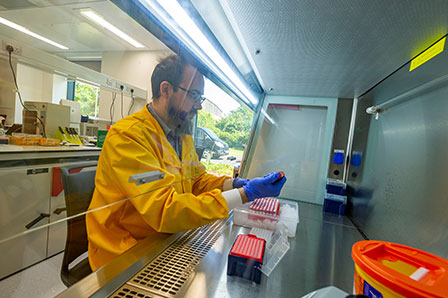 Laboratorist pipetting plates in the lab.