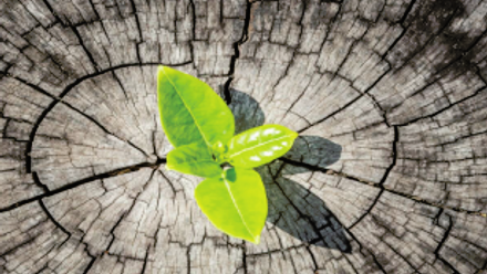 Small plant sprouting out of a wooden tree trunk.