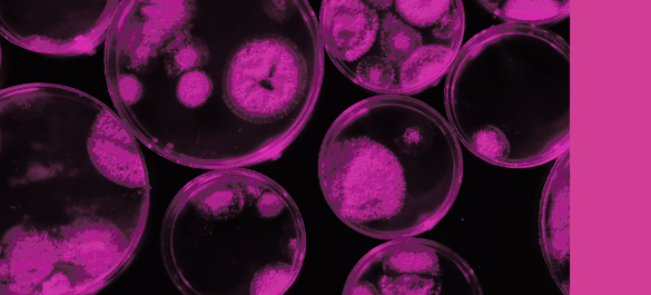 Branding used for Access Microbiology