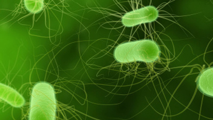 Green rod-shaped bacteria with hair-like particles floating in a green background.