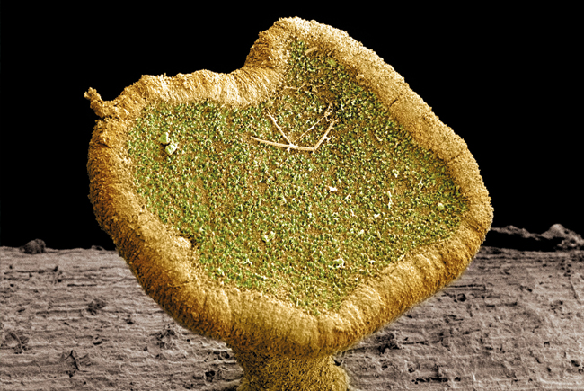 MT Feb 16 ashes cfraxinea