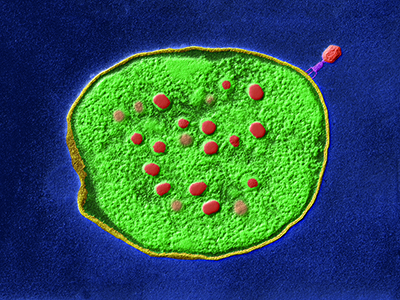 Illustration of a green cell structure on a blue background.