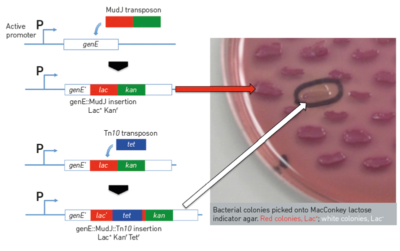 A simple experiment in bacterial genetics exploiting ‘jumping genes’ to create gene fusions and genetic mutations. (described in full in figure legend)