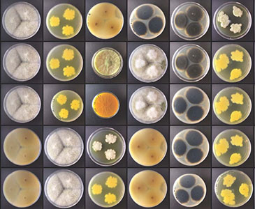 Marta Filipa Simões Fungal colonies grown in Petri dishes.
