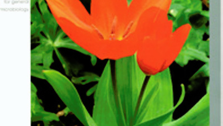 Cover of Microbiology Today, issue of May 2005