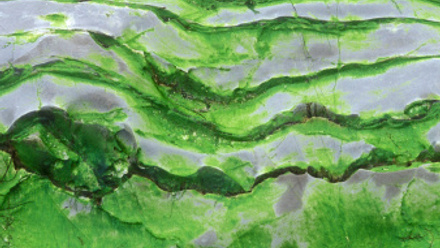 Green abstract shape