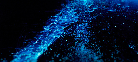 Bioluminescence in the water