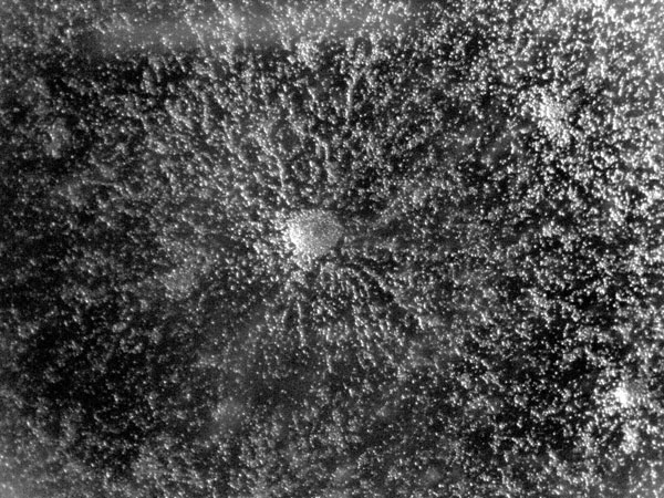 MT Feb 2014 Fig. 2. Aggregating cells