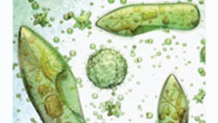 Cover of Microbiology Today, issue of October 2022