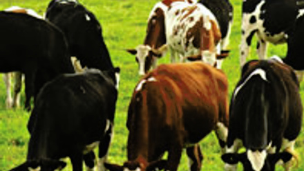 A field of different colour cows.