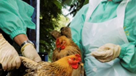 Two chicken being held by people wearing protective equipment