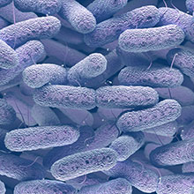 Rod shaped lilac bacteria