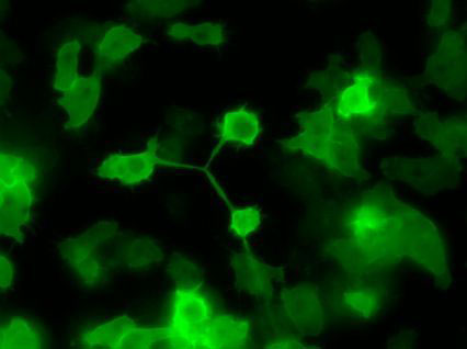 MT Feb 2014 Fig. 7. Cytokinesis