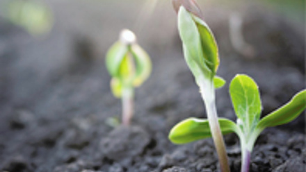 A green seed sprouting from soil.