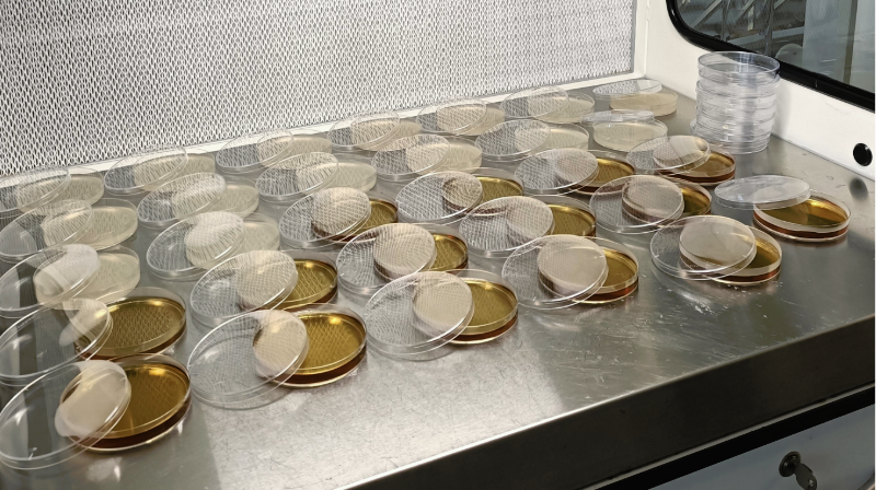 Series of agar plates on a table