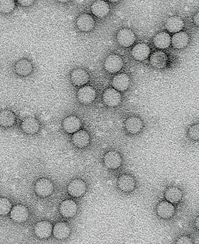 Microscopic image of multiple cells.