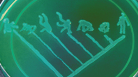 MT May 2016 schoolzone E. coli tree