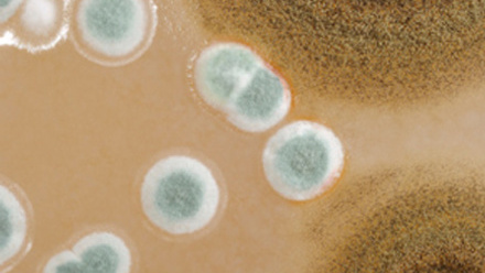 Millenium Meeting Symp