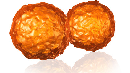 Two orange spherical cells.