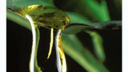 Cover of Microbiology Today, issue of November 2013