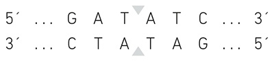 GATCTA 5'>3' sequence and CTATAG 3'>5' sequence with cut shown at TA and AT