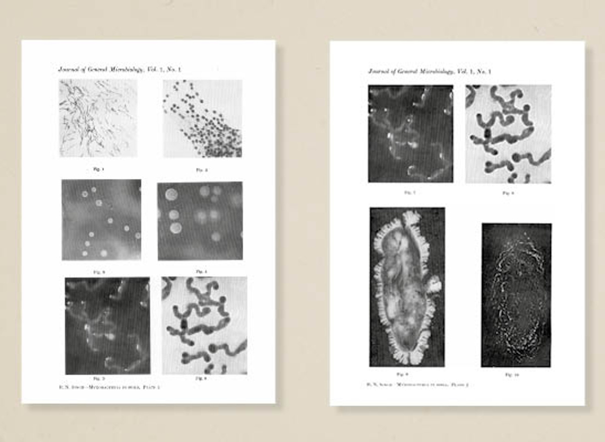 Micobacteria in soils, from taken a paper published in <i>The Journal of General Microbiology</i> Volume 1