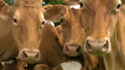 Picture of the face of three brown cows