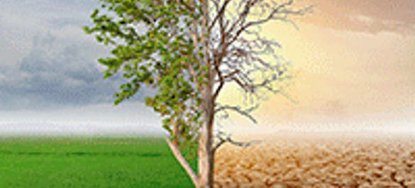 A tree divided in two: left-side lush with green leaves surrounded by grass and the right-hand side barren, in a drought landscape.