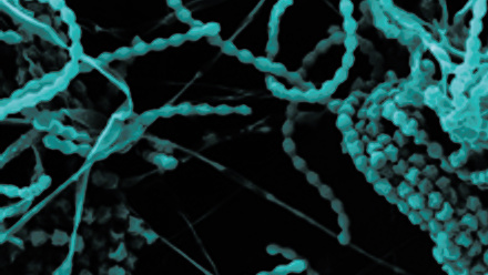 Blue bacteria filament in a dark background