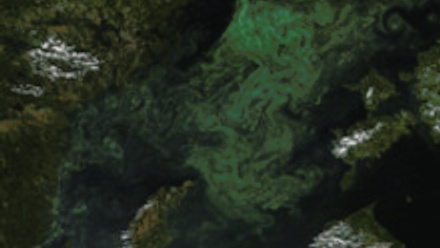 MT Nov 2014 algal bloom Baltic