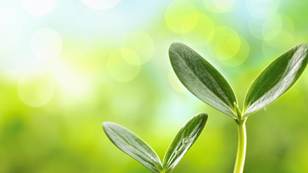 A green seed sprouting from soil.
