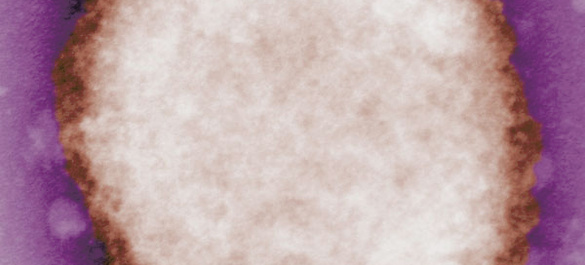 Monkeypox CDC Charles D. Humphrey; Tiara Morehead; and Russell Regnery 600x600px.jpg