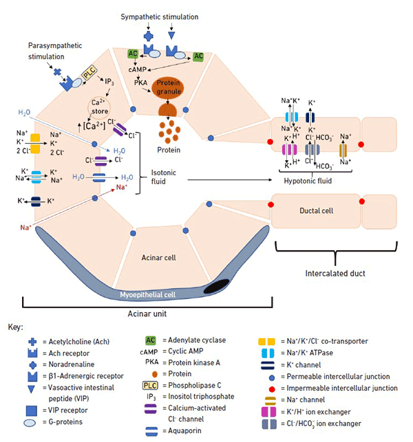 Diagram of salivary gland cells showing how saliva is produced through nerve stimulation and ion movement