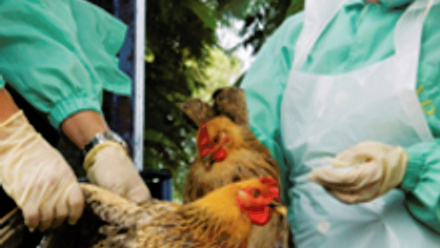 MT Nov 2015 policy avian flu