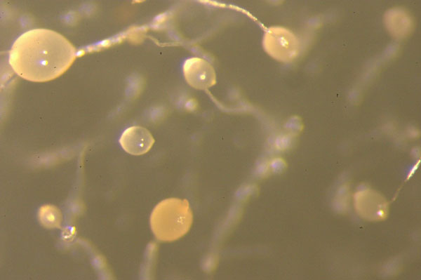 MT Feb 2014 Fig. 4. Ping-pong-ball sorus