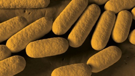 ijsem blog thumbnail