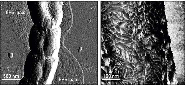 MT Aug 16 nanoscale fig2