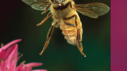 Cover of Microbiology Today, issue of November 2011