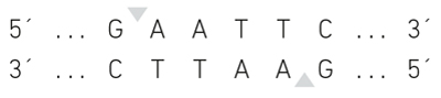 GAATCC 5'>3' sequence and CCTAAG 3'>5' sequence with cuts shown at GA and AG 