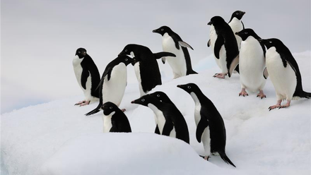 3I0A1914_Adelie - Copy.png 1