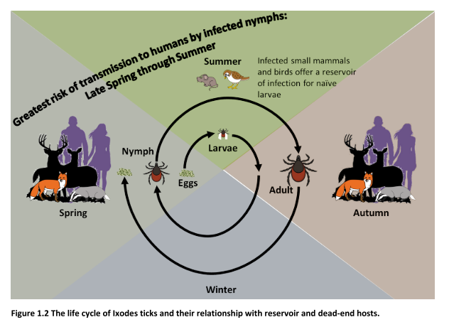 The life cycle of Ixodes ticks and their relationship with reservoir and dead-end hosts
