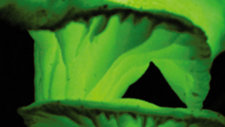 MT Aug 2015 fungal bioluminescence glowing