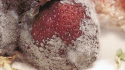 Cover of Microbiology Today, issue of February 1998