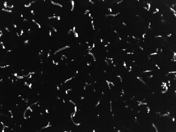 MT Feb 2014 Fig. 3. Slugs