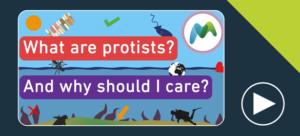 Thumbnail of a video on what are protists and why should I care