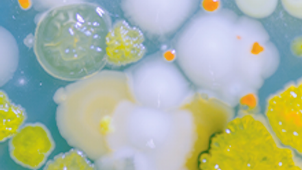 Microbial evolution 220x220.png