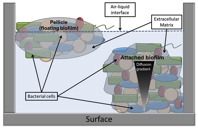 MT Nov 15 campylobacter biofilm key components