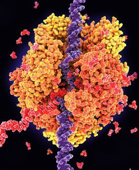 Colourful microscopic image of cells on a black background.