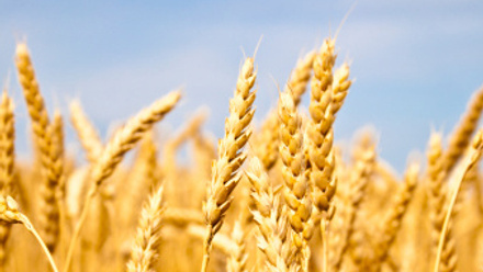 Close up wheat in a field